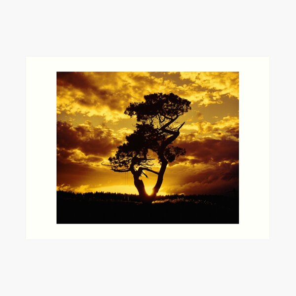 Tree Dance 2 Art Print
