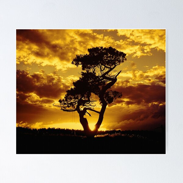 Tree Dance 2 Poster
