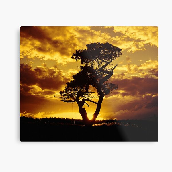 Tree Dance 2 Metal Print