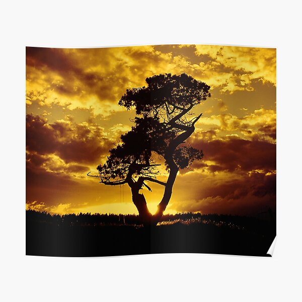 Tree Dance 2 Poster
