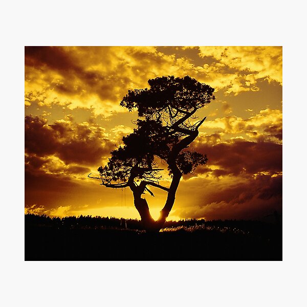 Tree Dance 2 Photographic Print