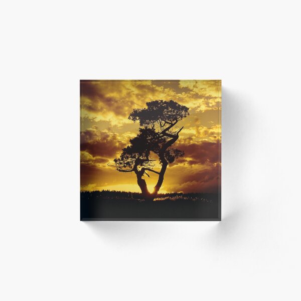 Tree Dance 2 Acrylic Block