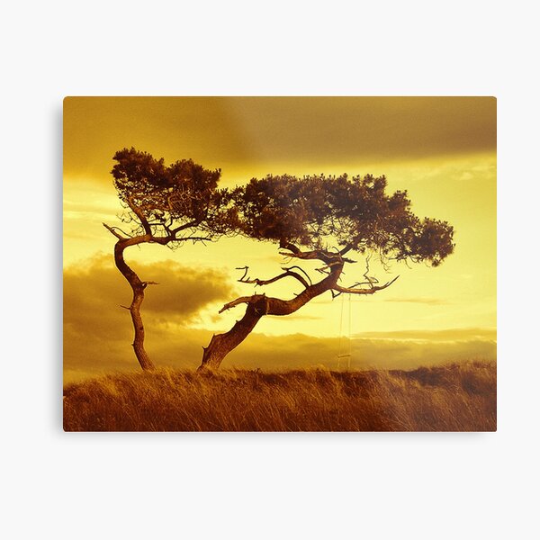 Tree Dance Metal Print
