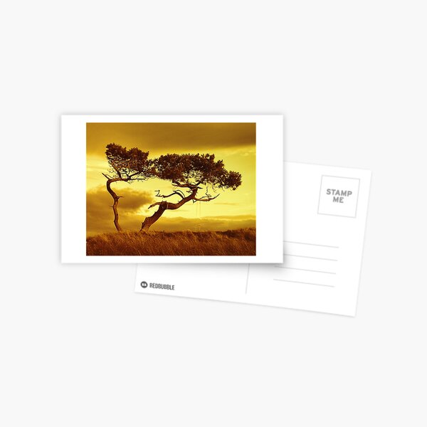 Tree Dance Postcard