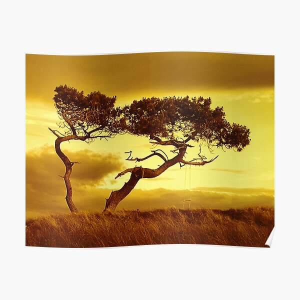 Tree Dance Poster