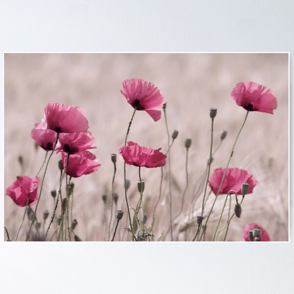 Mohn Flower Posters for Redbubble | Sale
