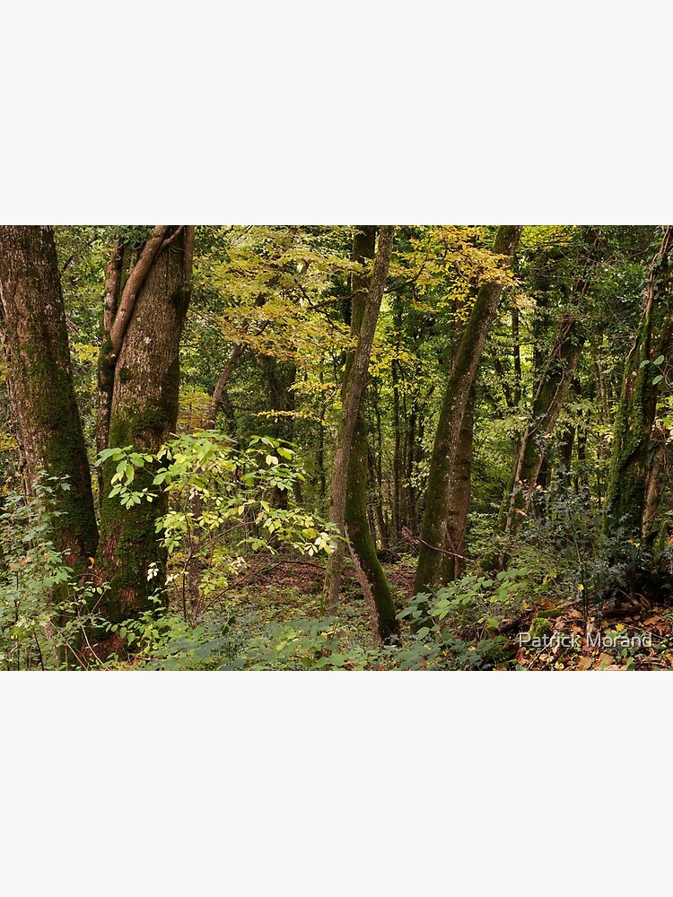 A quiet woodland in autumn by patmo