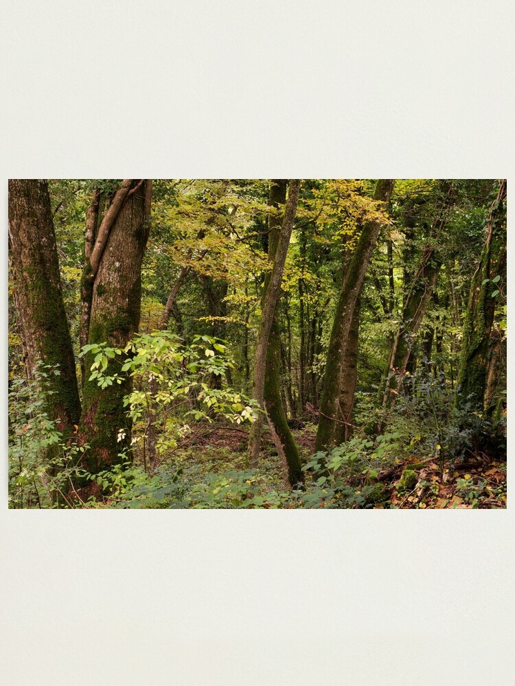 Alternate view of A quiet woodland in autumn Photographic Print