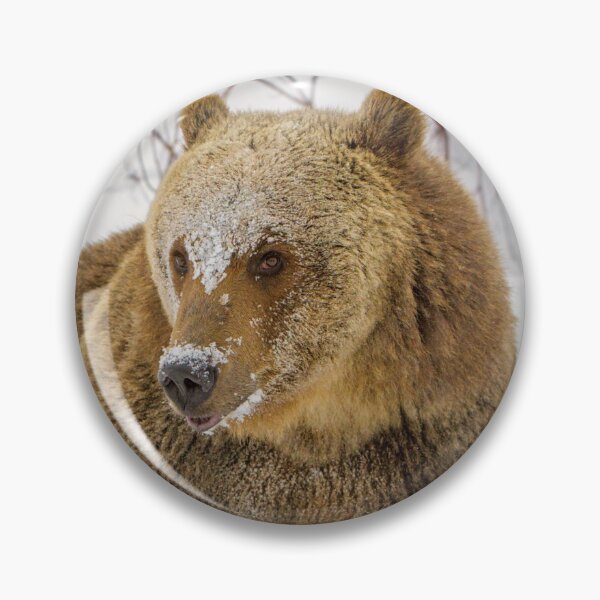 Item preview, Grizzly is Snow designed and sold by Gerard Fornarotto.