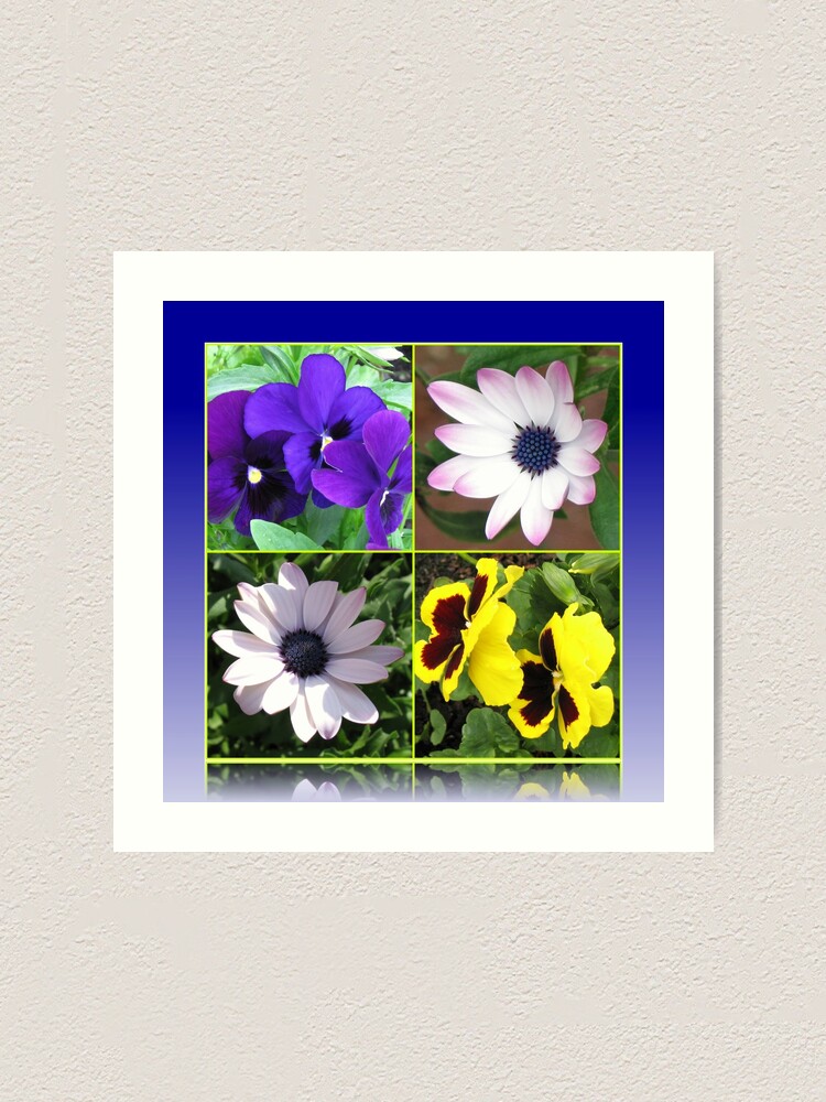 Thumbnail 1 von 3, Kunstdruck, Pretty Pansies and Cute Cape Daisies Floral Collage designt und verkauft von BlueMoonRose.