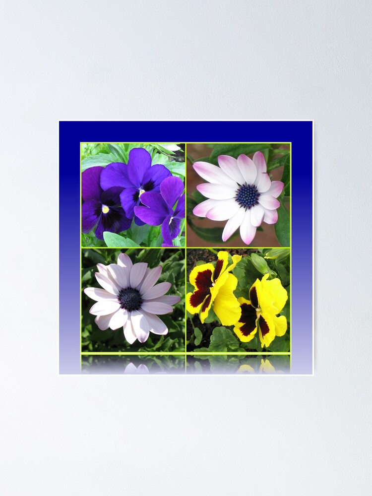 Thumbnail 1 von 3, Poster, Pretty Pansies and Cute Cape Daisies Floral Collage designt und verkauft von BlueMoonRose.