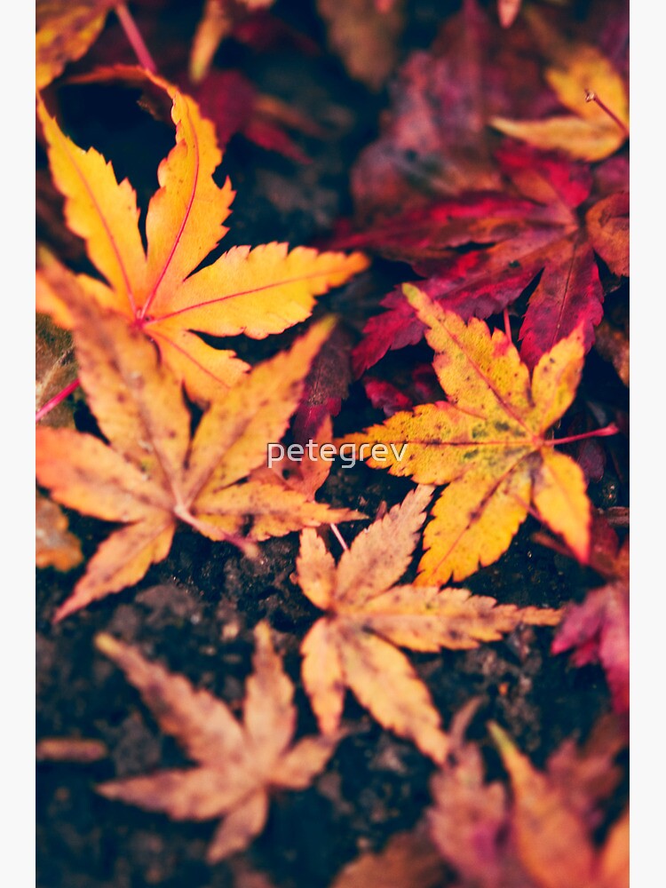 Day 128 - 15th November 2011 by petegrev