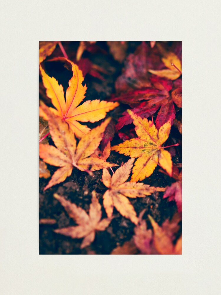 Alternate view of Day 128 - 15th November 2011 Photographic Print