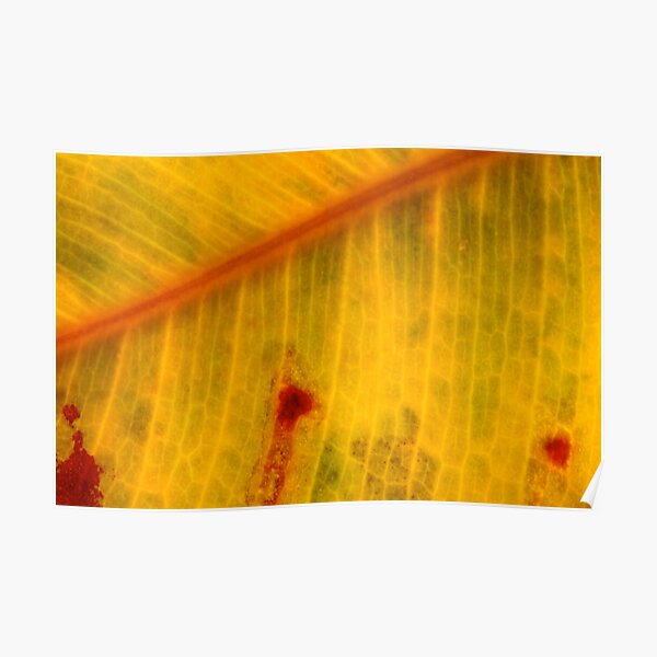 autumn shots Poster