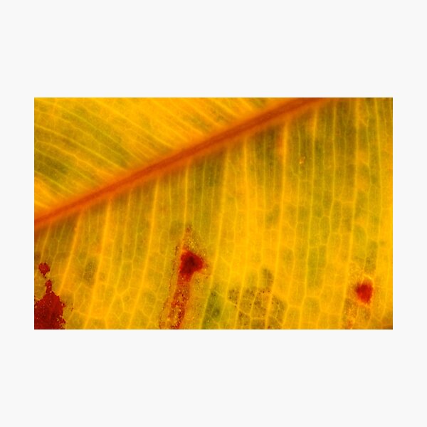 autumn shots Photographic Print