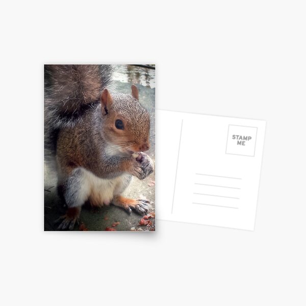Grey Squirrel Postcard