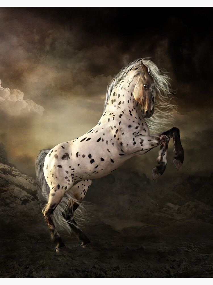 Appaloosa Horse Rearing | Art Board Print