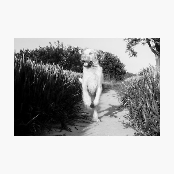 Where did that bird go Spinone Photographic Print
