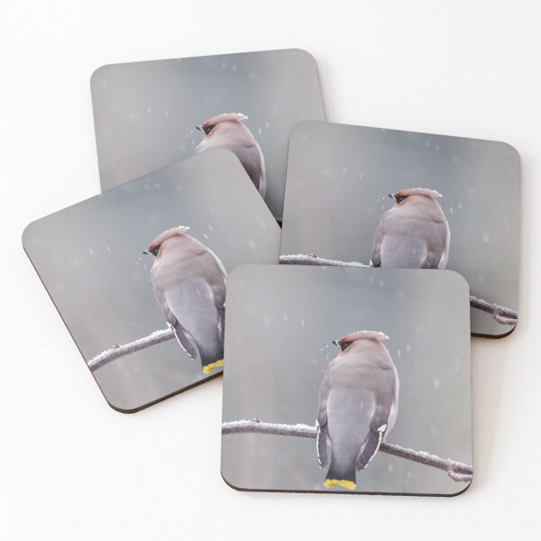 Item preview, Getting the wet nose. Bohemian waxwing designed and sold by Jouko Lehto Photography.