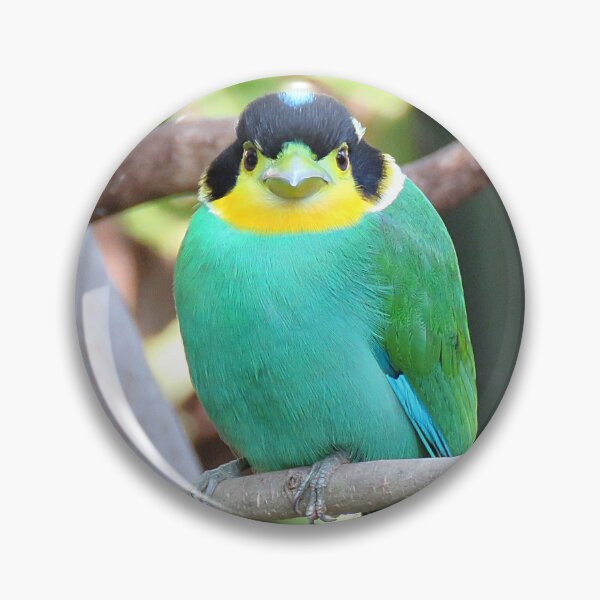 Item preview, Long-tailed Broadbill designed and sold by Linda Walsh.