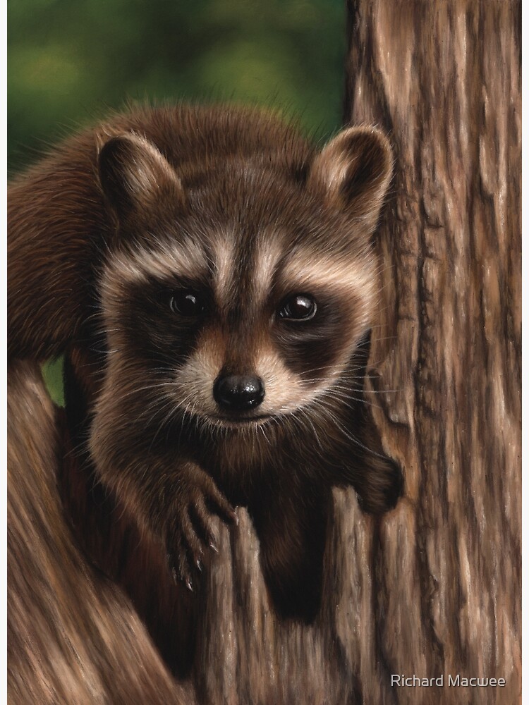 Raccoon portrait by richardmacwee