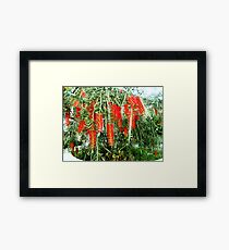 Bottle Brush Framed Print