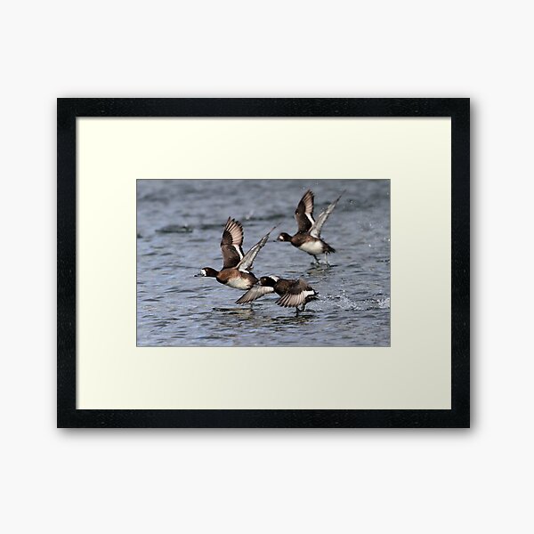 Item preview, Exit Strategy / Lesser Scaup designed and sold by Gary Fairhead.