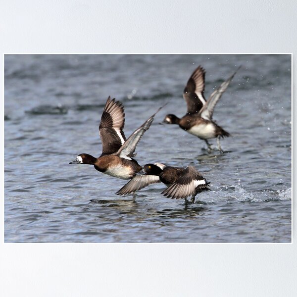 Item preview, Exit Strategy / Lesser Scaup designed and sold by Gary Fairhead.