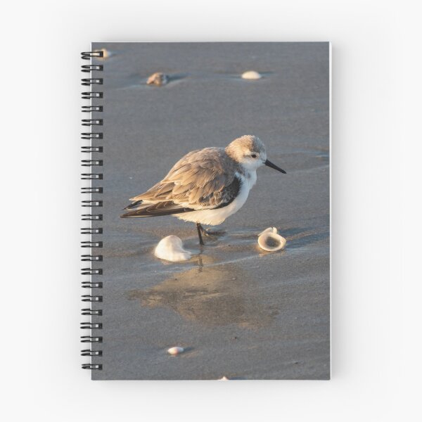 Item preview, Sandpiper on the Beach  designed and sold by Jared Frankle.