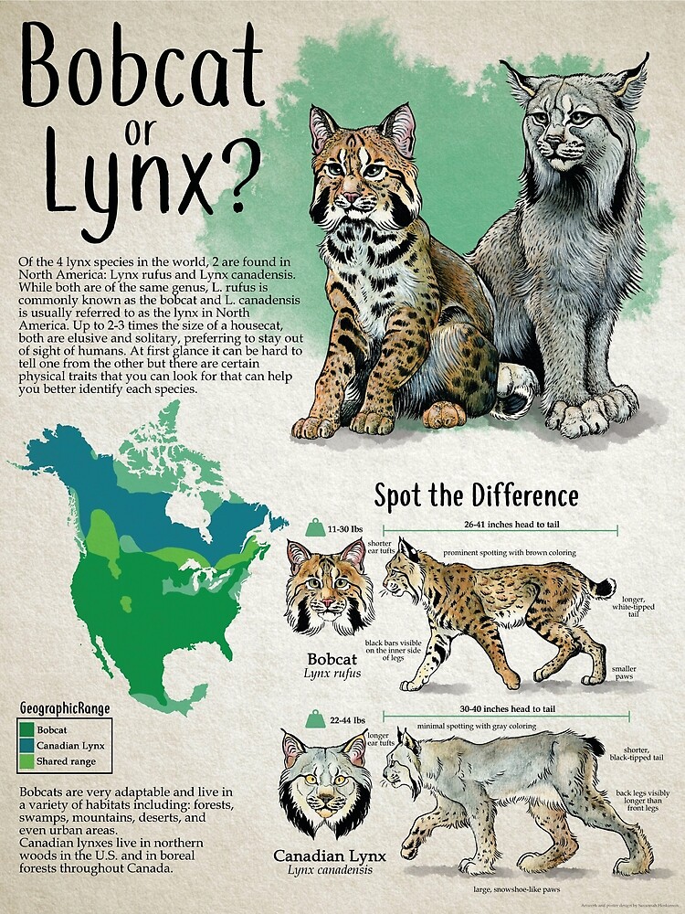 mm actual size chart lynx