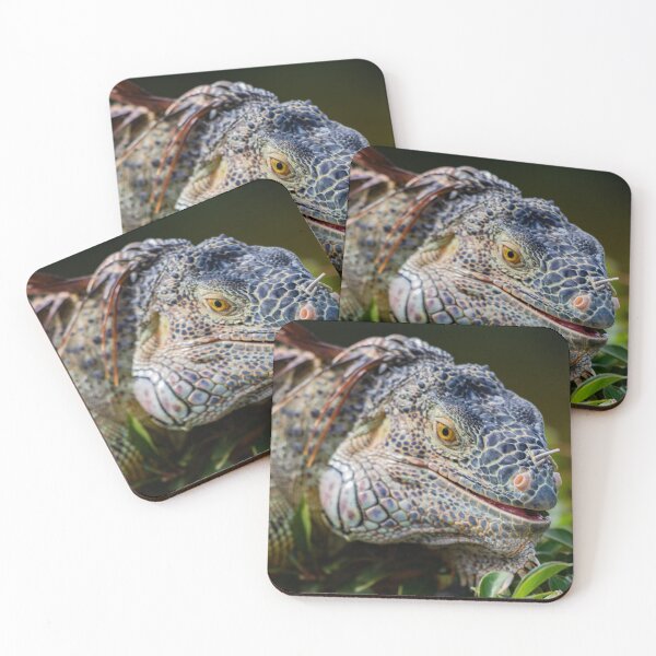 Item preview, Iguana Stare  designed and sold by Jared Frankle.