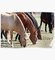 Brood Mares Poster