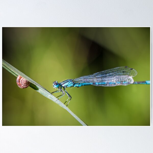 Insecte libellule bleue perché sur une herbe avec un petit escargot Poster