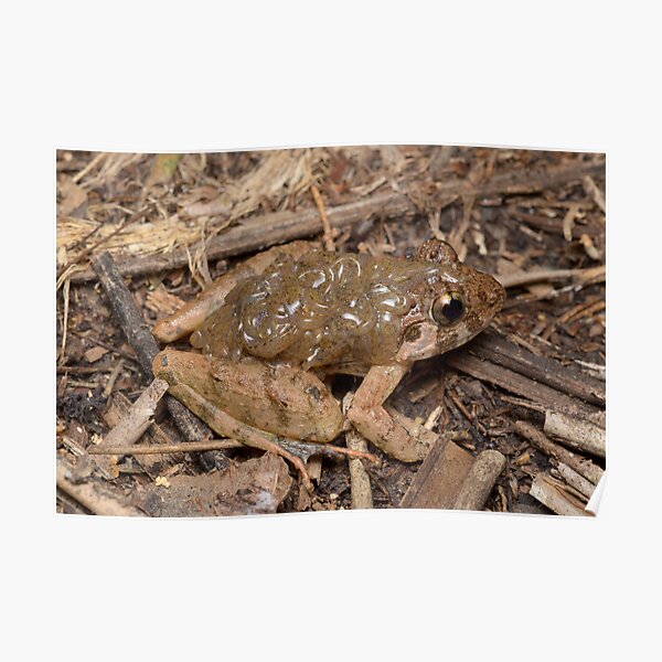 Rough guardian frog - Limnonectes finchi Poster