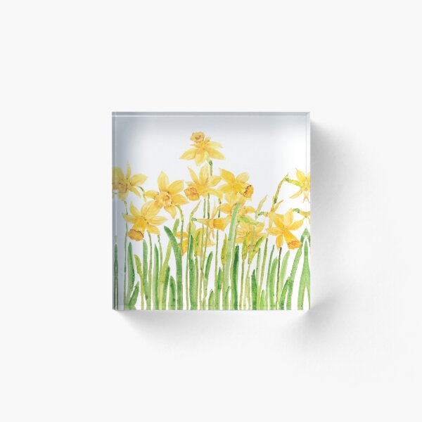 yellow daffodils field watercolor Acrylic Block