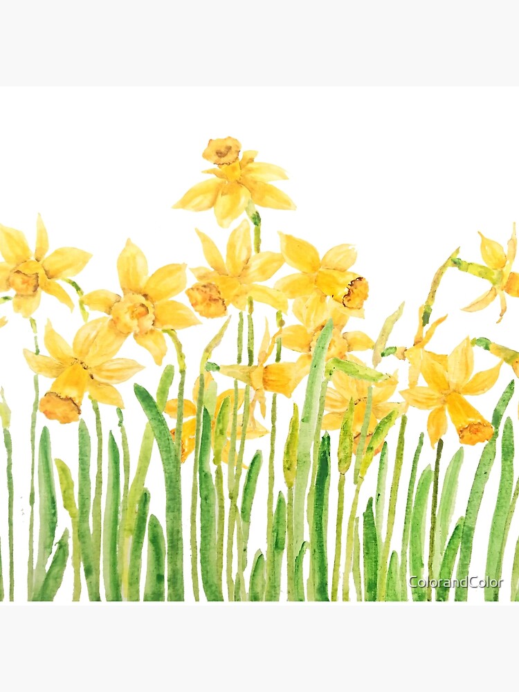 yellow daffodils field watercolor by ColorandColor
