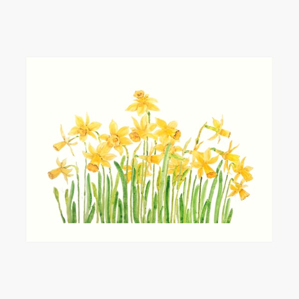 yellow daffodils field watercolor Art Print