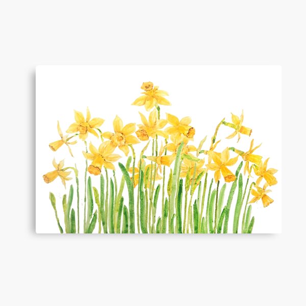 yellow daffodils field watercolor Canvas Print