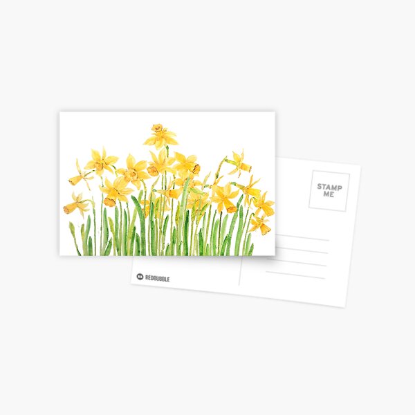 yellow daffodils field watercolor Postcard