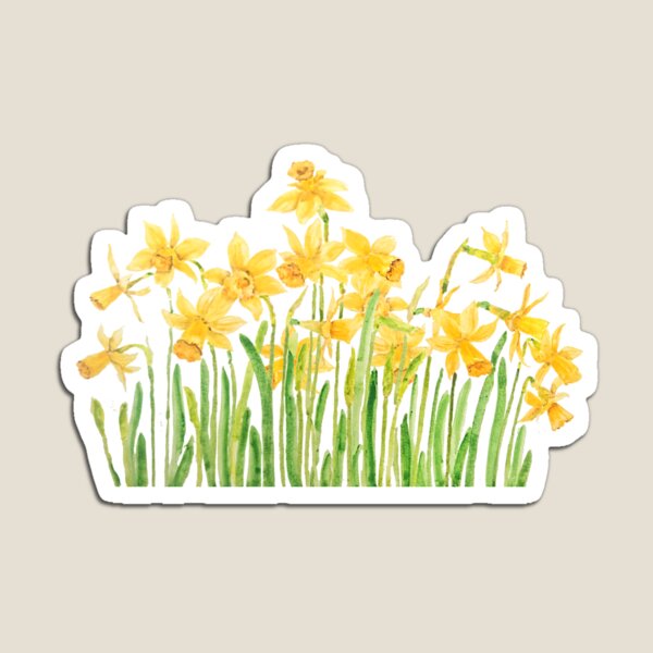 yellow daffodils field watercolor Magnet
