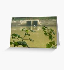 White Heron waiting for a Meal Greeting Card
