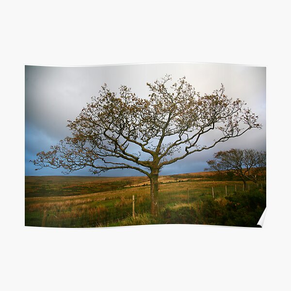Lone Tree, Dartmoor National Park Poster