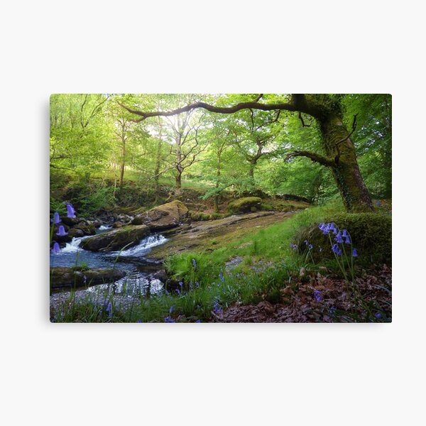 Bluebells Canvas Print