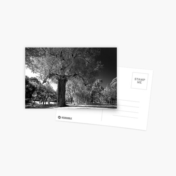 Item preview, River Red Gum designed and sold by Bill  Robinson.