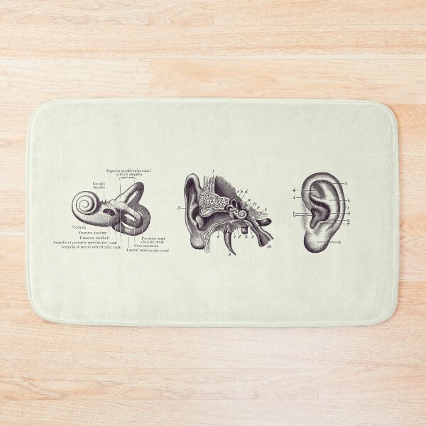 Item preview, Human Ear Anatomy Diagram - Vintage Print 2 designed and sold by VAposters.