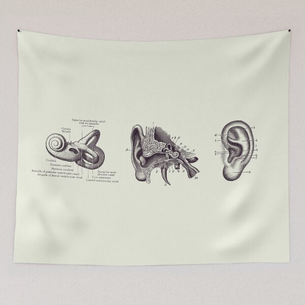 Item preview, Human Ear Anatomy Diagram - Vintage Print 2 designed and sold by VAposters.