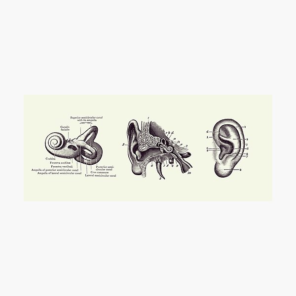 Item preview, Human Ear Anatomy Diagram - Vintage Print 2 designed and sold by VAposters.