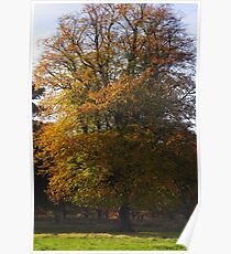 autumn glory Poster