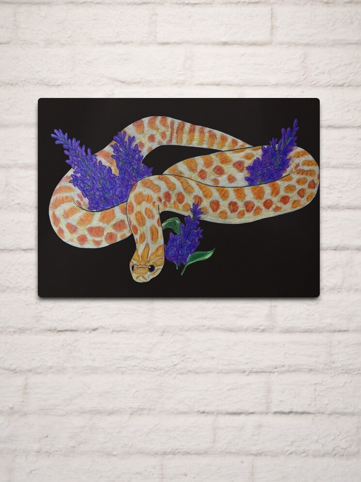 Tricolor Hognose Sticker for Sale by Madison Whitaker