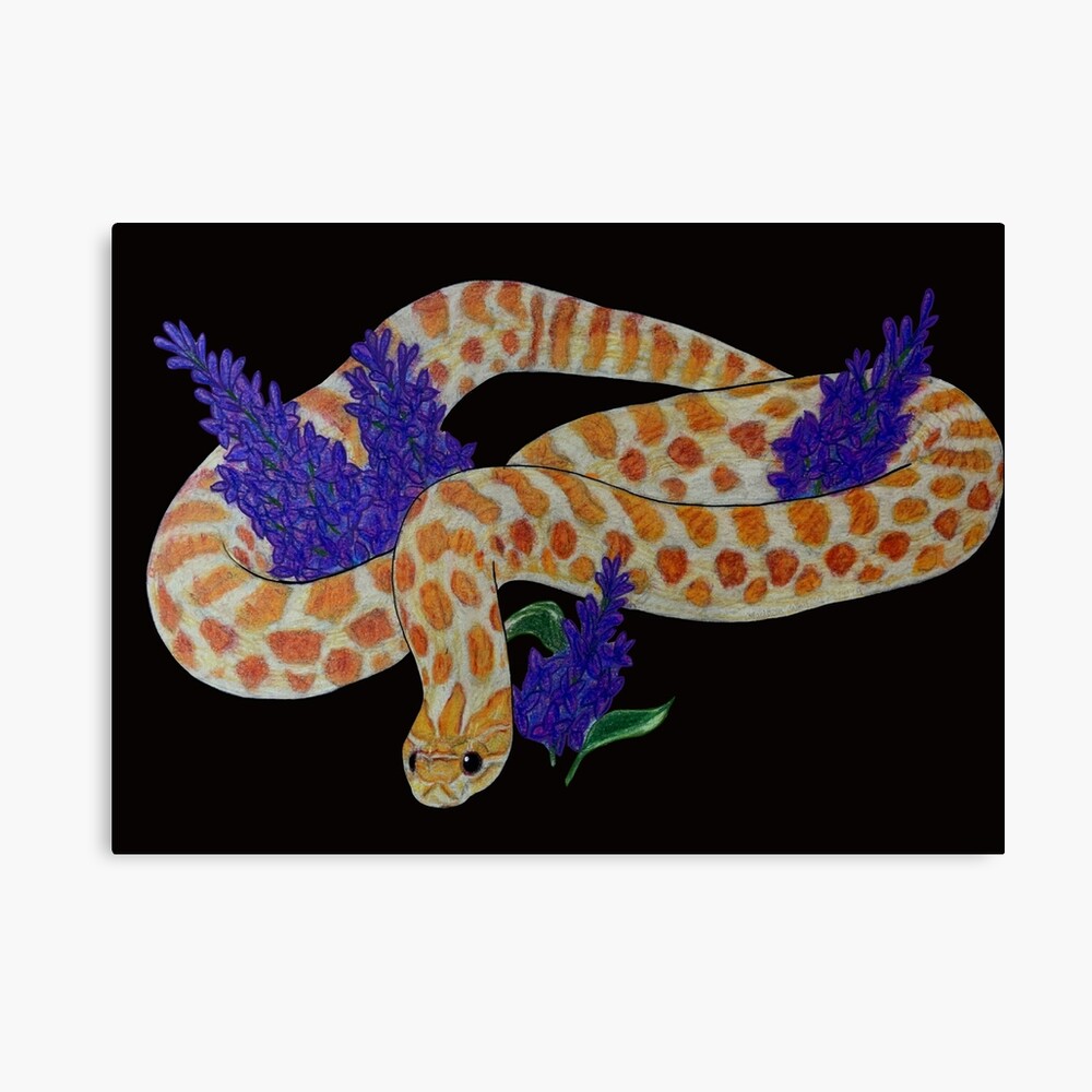 Tricolor Hognose Sticker for Sale by Madison Whitaker